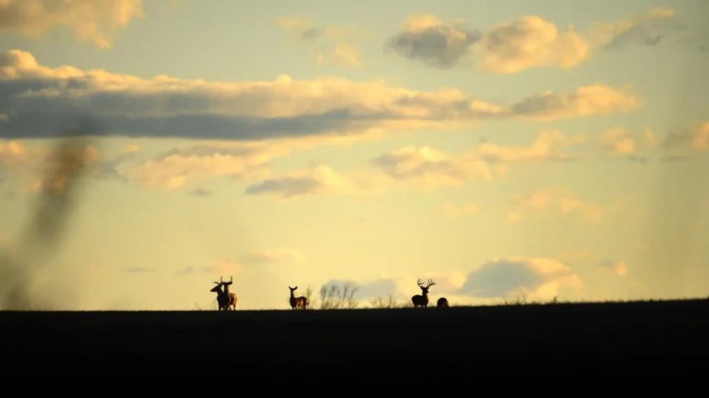 landscape with deer